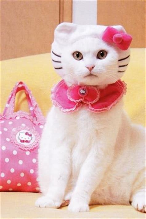 Hello Kitty En Vida Real Paperblog
