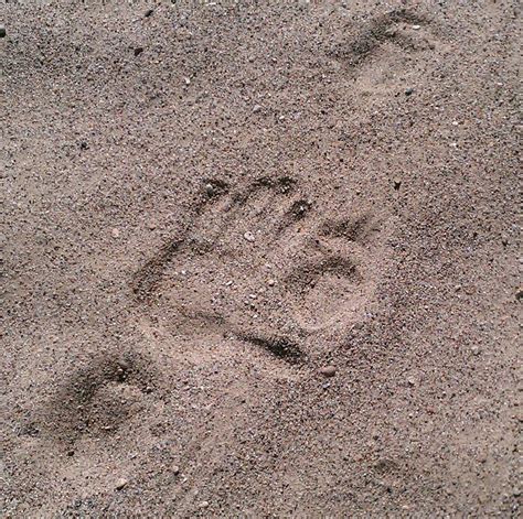 Fileporcupine Tracks In Sand Wikipedia