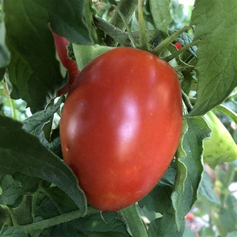 Seeds For Polish Paste Tomato Solanum Lycopersicum Amkha Seed