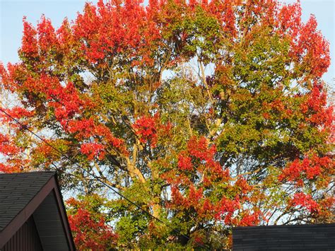 Bright Red Autumn Leaves Autumn Leaves Plants Seasons