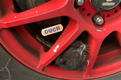 Look Stuck Kitten Rescued From Truck Tire In Massachusetts