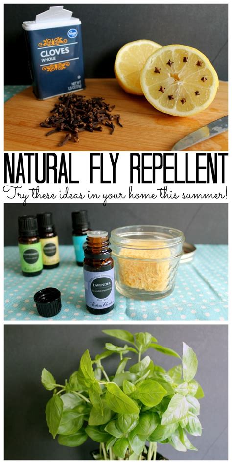 Try These Natural Fly Repellent Ideas For Your Home This Summer Fly