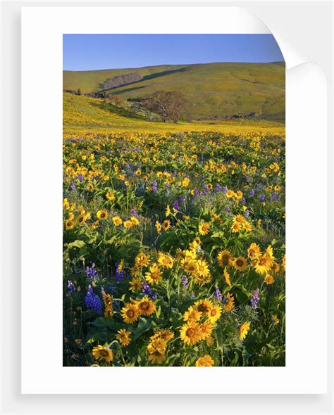 Wildflowers Along Hillside Columbia River Gorge National Scenic Area