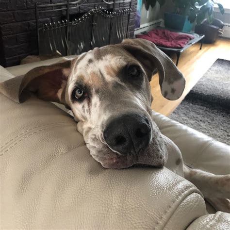 Scientists Prove Your Great Dane Loves You More Than You Ever Realized