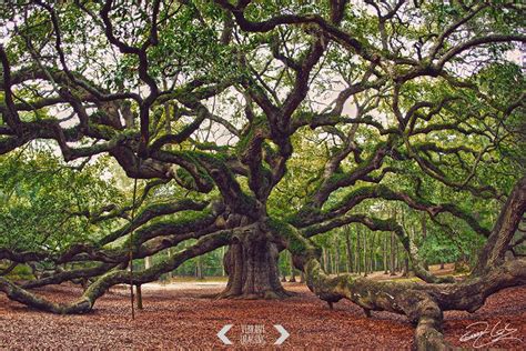 Angel Oak Tree Print Charleston Photography Angel Oak