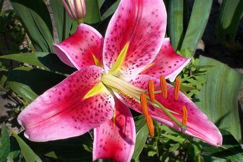27 Of The Best Lily Varieties Gardeners Path In 2021 Lily Plants Lily Plant Types