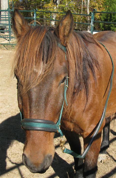 training mustang horses  bitless bridles