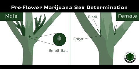 Male Vs Female Cannabis Why Its Important To Know Before You Grow