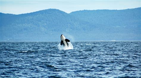 Wale Beobachten Whale Watching Vancouver Island Canada Reiseblog