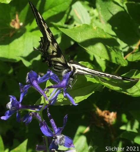 Pale Swallowtail Pale Tiger Swallowtail Papilio Eurymedon