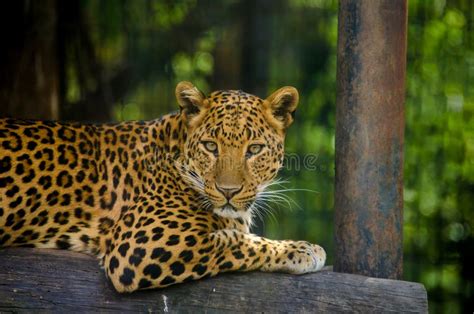 Jaguar Resting Over The Branch Of A Tree Stock Photo Image Of