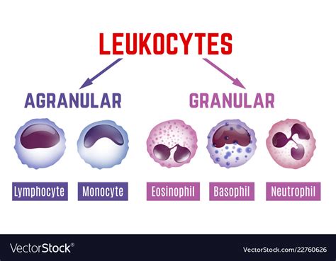Leukocytes Scheme Image Royalty Free Vector Image