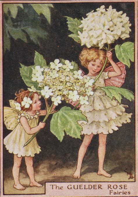 Flower Fairies The Guelder Rose Fairy Vintage Print C1930 By Cicely