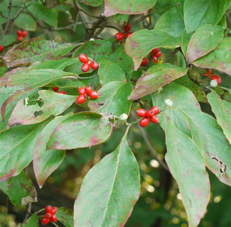 A Study Of Red Berries Identify That Plant