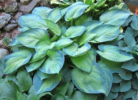 1 review for dark shadows hosta. Blue Shadows Hosta - 4.5 Inch Container (NEW For 2020 ...