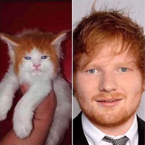 Cats That Look Like Famous Celebrities Ed Sheeran Memes Funny Memes