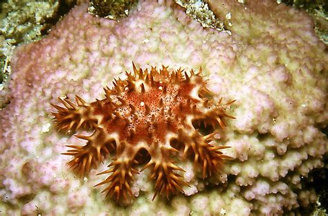 Crown Of Thorns Starfish Wikipedia Crown Of Thorns Starfish Crown