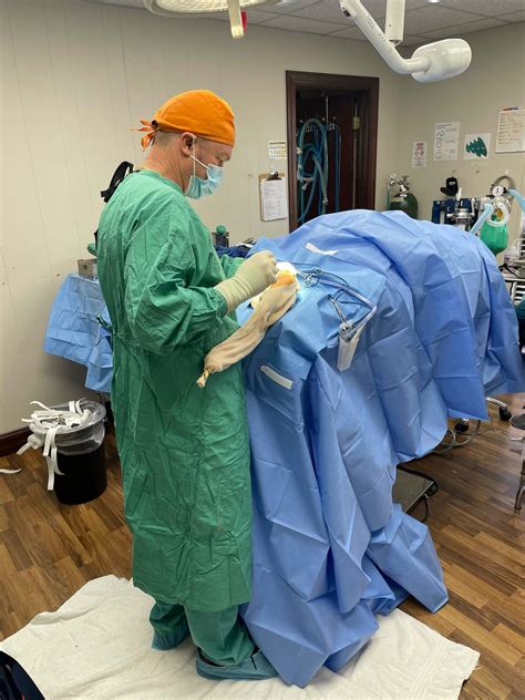 Orthopedic Surgery - Southwind Animal Hospital