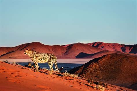 Kalahari Desert Null Deserts Botswana Travel Beautiful Landscapes