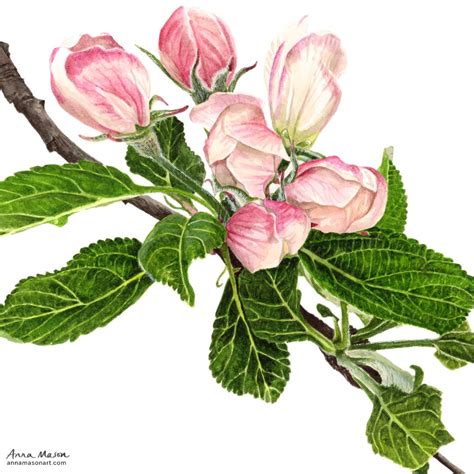 Apple Blossom In Watercolour Plant Art Botanical Watercolor Painting