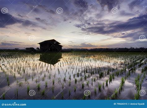 Beautiful Morning At Paddy Field With Colorful Sky Reflection On The