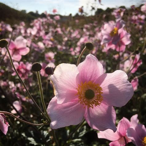 Pink, yellow, blue, indigo, all up to striped flowers. Anemone flower meaning and history. Learn more about this ...