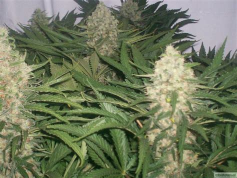 Afghani Gold Strain Spliff Seeds Cannapedia