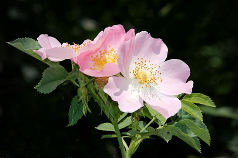 Wild Rose Bush Blossom · Free Photo On Pixabay