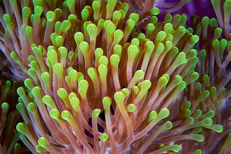 Magnificent Sea Anemone Stock Image C0426847 Science Photo Library