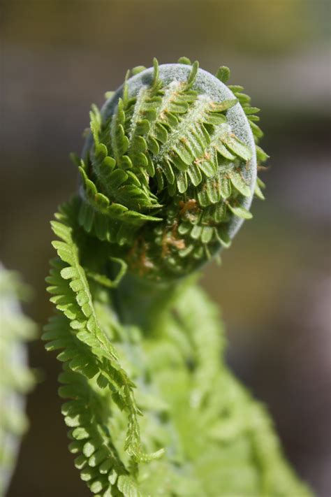 Matteuccia Struthiopteris Strutbräken Ferns And Lycophytes Of The World