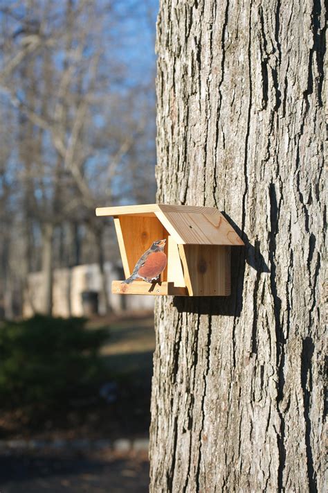 American Robin Cedar Nest Box Etsy