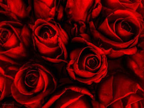 Red Rose Wallpapers Hd Background Images Photos Pictures Yl