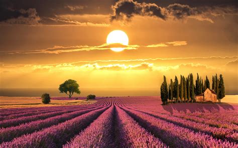 Lavender Fields Tuscany Italy Lavender Fields Tuscany Italy