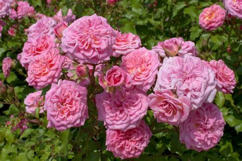 Sweet Drift Rose Low Growing With Distinctive Mounded Flowers That