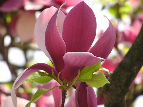 Big Beautiful Pink Flower Wallpapers And Images