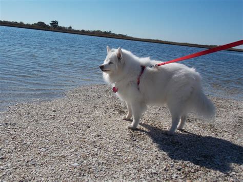The player can adopt up to 5 pets at any given time. New Life Animal Rescue - 10 Reviews - Pet Adoption ...