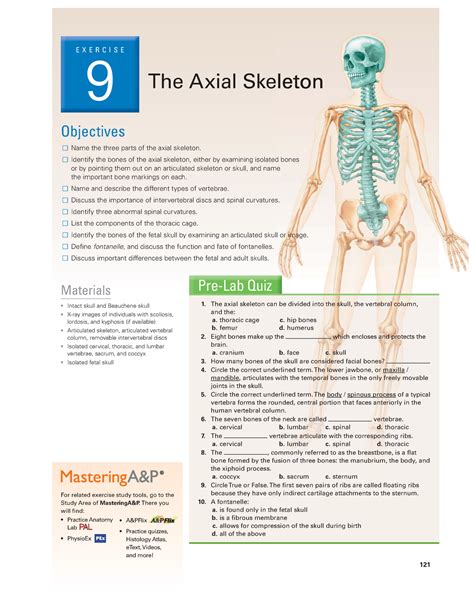 Marieb Lab Manual Exercise 9 Skeletal System Exercise 9 The Axial