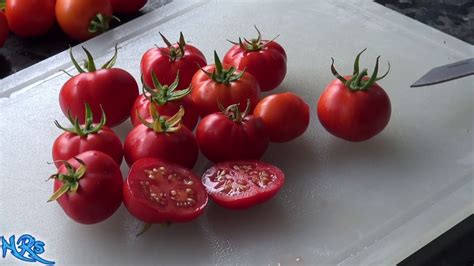 Placero Tomato Solanum Lycopersicum Tomato Review Youtube