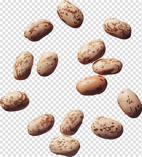 Pinto Bean Clip Art 10 Free Cliparts Download Images On Clipground 2023