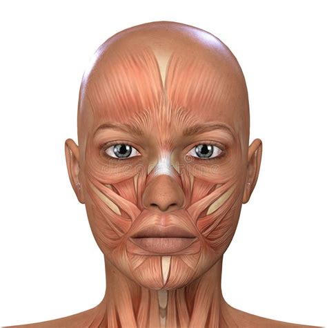 Female Face Muscles Anatomy Illustration Face Muscles Anatomy Muscle Images