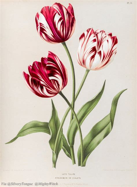 Tulip Botanical Print Flower Illustration Vintage Botanical