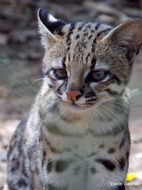 Gato Do Mato Leopardus Tigrinus Elaine Gabriel Flickr