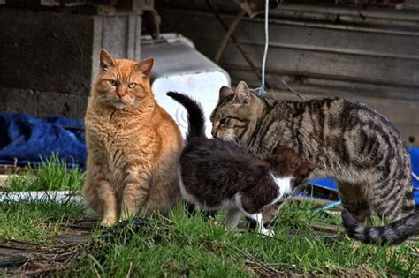 The Effects Of Feral Cat Populations On Endangered Species Conservation