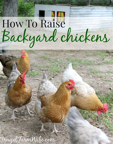 How To Raise Chickens In Your Backyard The Frugal Farm Wife