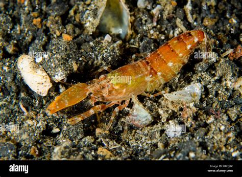 Snapping Shrimp Alpheus Sp On Black Sand On Night Dive Tk Dive Site