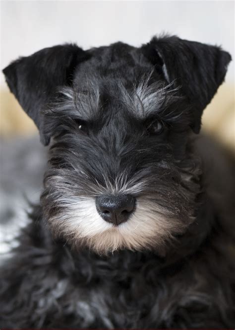 Miniature schnauzer puppies for sale, we carry variety breed from toy to large breeds here. Cute Dogs: Miniature Schnauzer Puppies