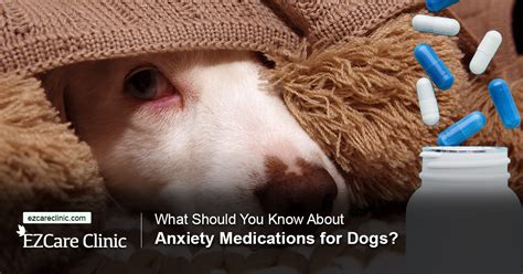 What Should You Know About Anxiety Medications For Dogs