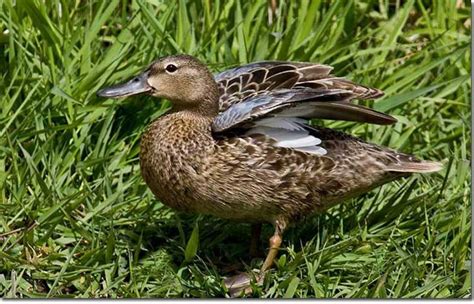 Identification Of Cinnamon Teal Teal Bird Identification Dabbling Duck
