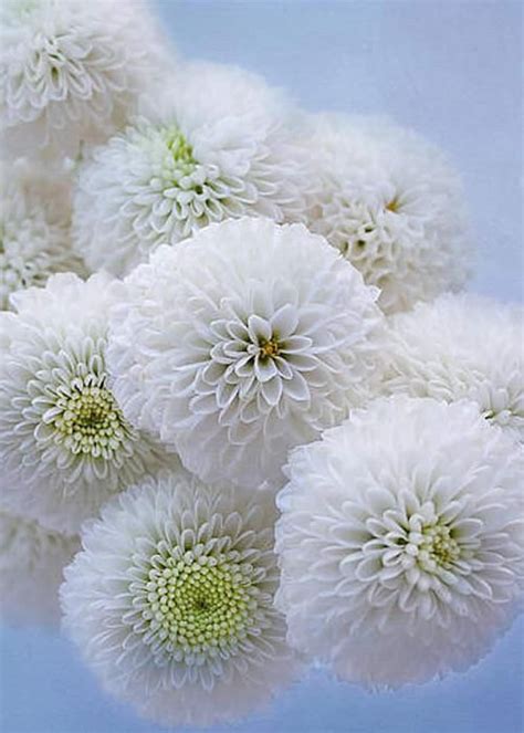 50 Seeds Snowball Chrysanthemum Tanacetum Parthenium Etsy Canada