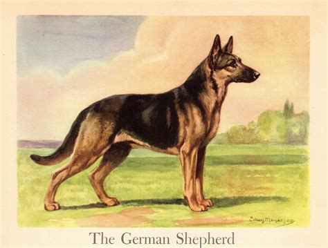 1942 Antique German Shepherd Dog Print Edwin Megargee German Etsy